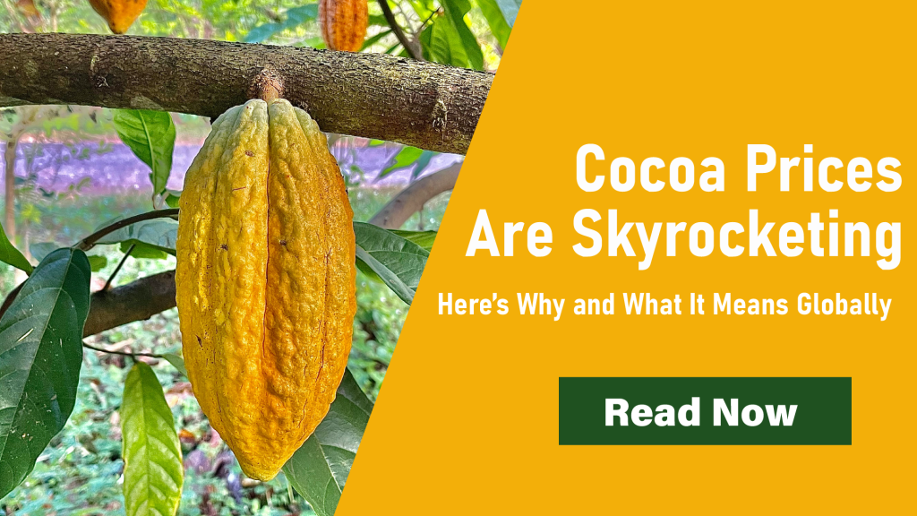 Cocoa Prices Skyrocketing – Here’s Why and What It Means Globally