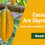 Cocoa Prices Skyrocketing – Here’s Why and What It Means Globally